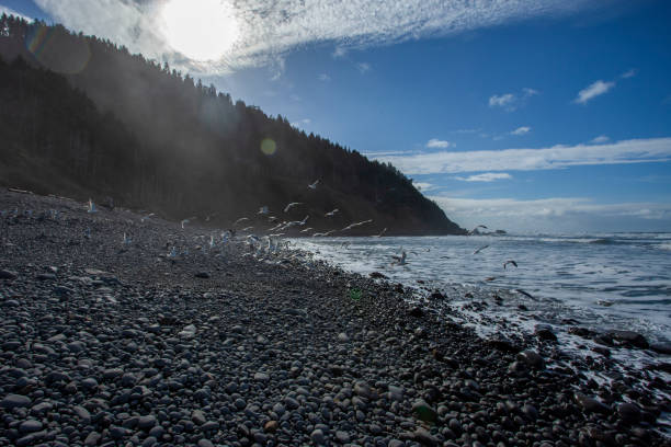istock pebble beach of shortsand beach in Oregon state 1302154620