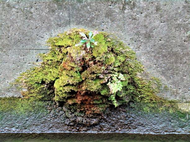 istock Japan. February. Life on concrete wall. 1302154858