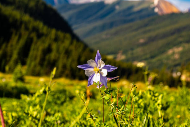 Colorado Blue Columbine A Colorado Blue Columbine flower with blurred forested hills in the background. columbine stock pictures, royalty-free photos & images
