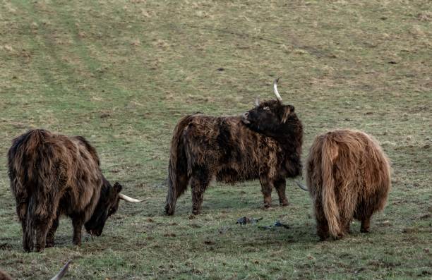 istock Highland Coos Of Bedrule. 1302155451