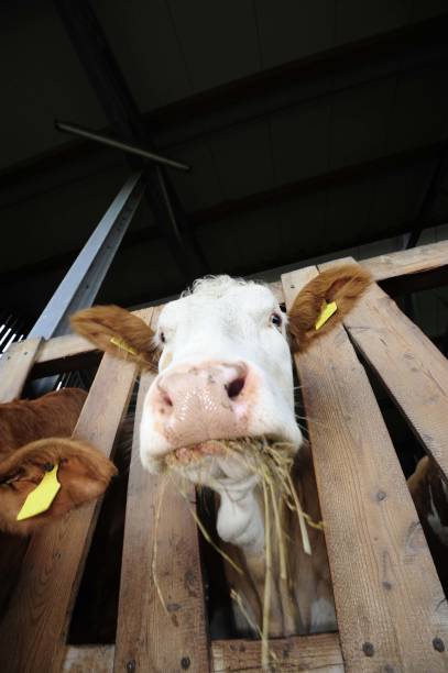 istock Animal feeding in the cowshed 1302155693
