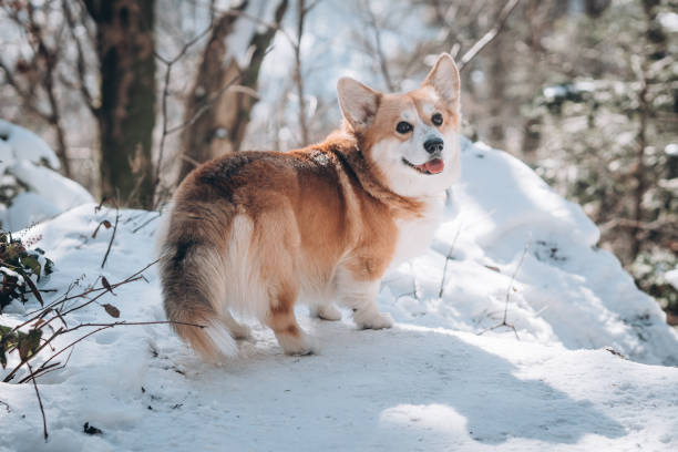 istock Image of a dog corgi breed in a snowy forest. 1302156824