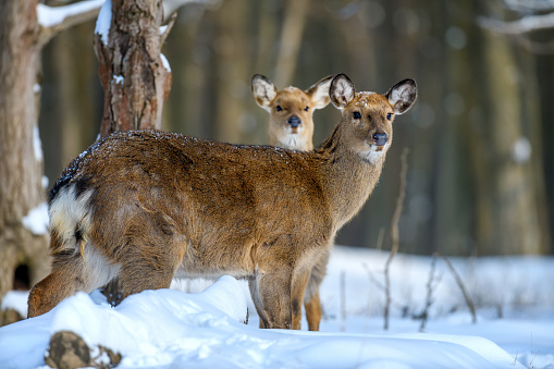 Roe deer in the winter forest. Animal in natural habitat. Wildlife scene