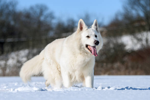 istock White Swiss Shepherd dog running on snow 1302158337