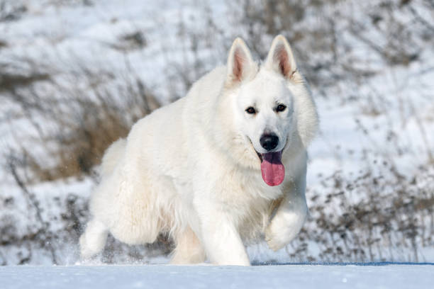 istock White Swiss Shepherd dog running on snow 1302158354