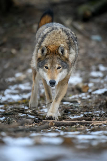 istock Close up wolf in winter forest background 1302158399
