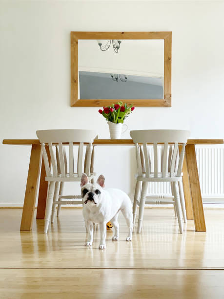 istock Dog in a minimalist dining room 1302159241