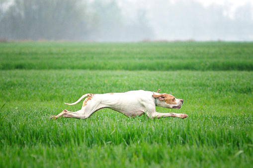 Orange and white pointer dog seems like he’s flying over the grass