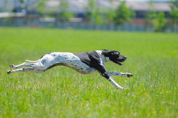 Pointer Dog Pictures | Download Free Images on Unsplash