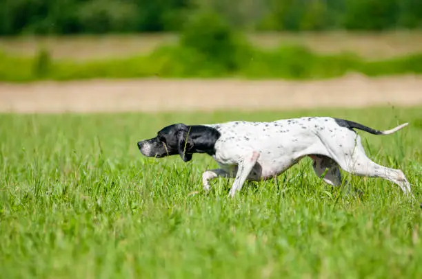 Photo of English Pointer pointing bird in the grass