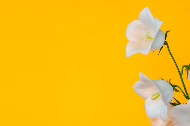 istock Several flowers of white bell on yellow background 1302159433