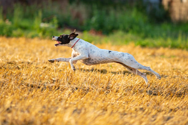 istock English Pointer running in the field, profile shot 1302159513