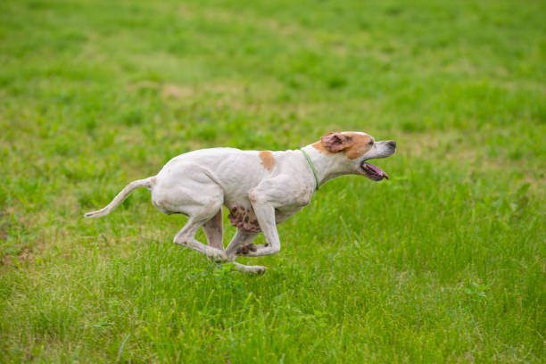 Muscular pointer dog is galloping in a grass field