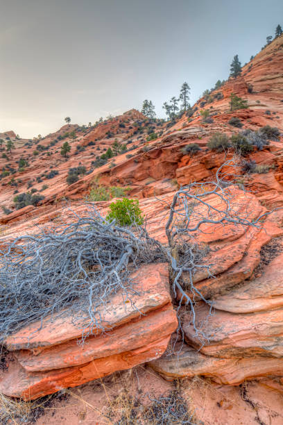 istock Zion National Park 1302159660
