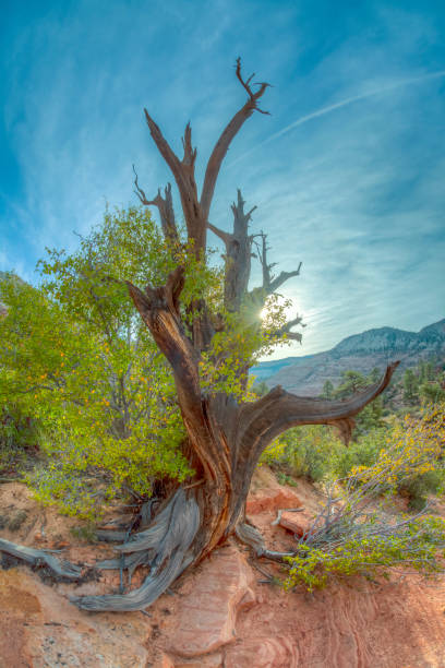 istock Zion National Park 1302159705