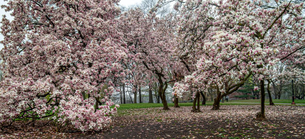 istock Magnolia tree in bloom in early spring 1302160306