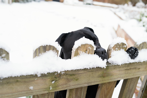 A picket fence with snow on it with a black dog standing on his back legs peeking through the top. There is a garden behind him covered in snow.