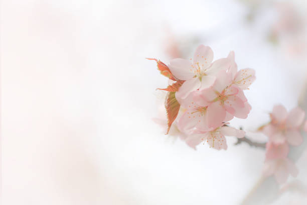 istock Soft spring background, blur. Blossoming branches of cherry sakura. Copy space. 1302164279