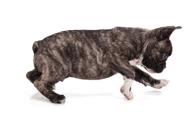 istock French bulldog puppy standing 1302164417