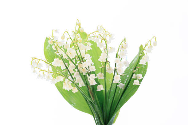 istock lilies of the valley on a white background 1302165326