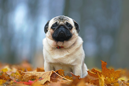 Young fawn Pug dog with a red collar posing outdoors sitting on fallen maple leaves in autumn