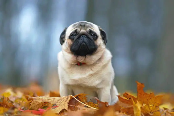Young fawn Pug dog with a red collar posing outdoors sitting on fallen maple leaves in autumn