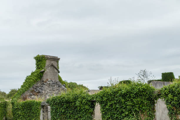 istock Plants on House Ruin Ireland 1302167226