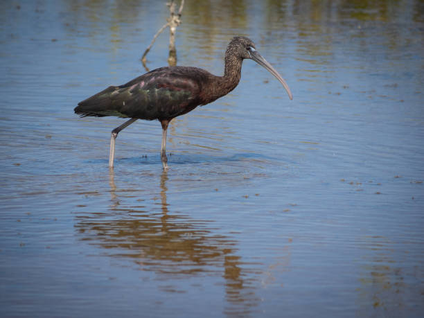 istock Beautiful Glossy ibis in water 1302167235