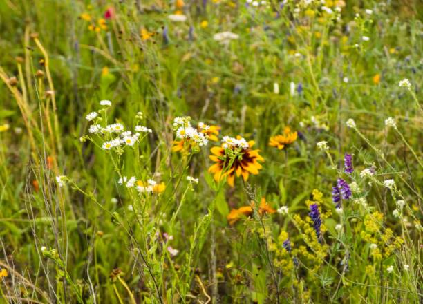 istock Many Wildflowers on Pasture 1302167263