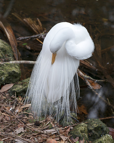 Great White Egret close-up profile view standing by the water with a blur background displaying white feathers plumage in its environment and habitat. Great White Egret Stock Photo. Image. Picture. Portrait.