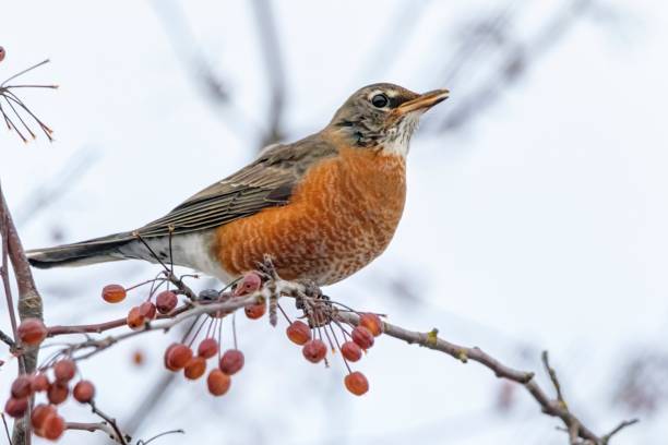 istock American Robin eating berries in a tree 1302168108