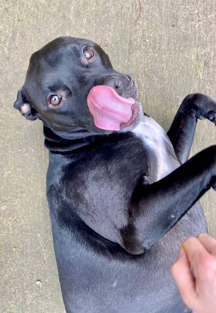 istock Happy dog sticking out tongue 1302168808