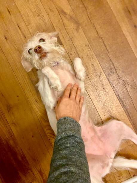 istock Happy dog getting a belly rub 1302168850