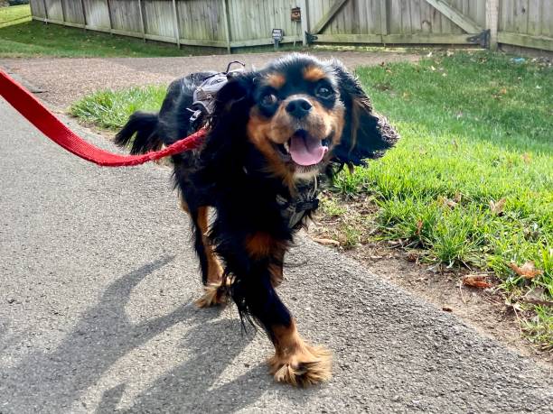 istock Happy Cavalier King Charles Spaniel on a walk 1302168852