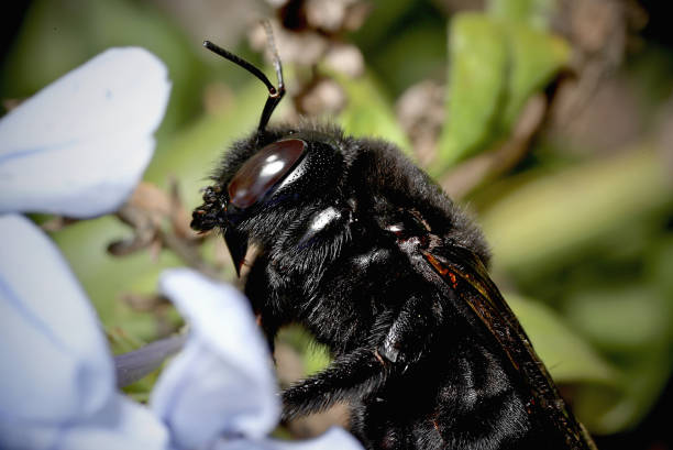 femelle vallée carpenter bee, alias hawaiian carpenter bee (xylocopa sonorina) sur plumbago auriculata - abeille menuisière photos et images de collection