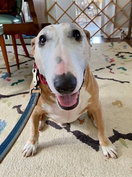 istock Happy Bull Terrier ready for a walk 1302168889