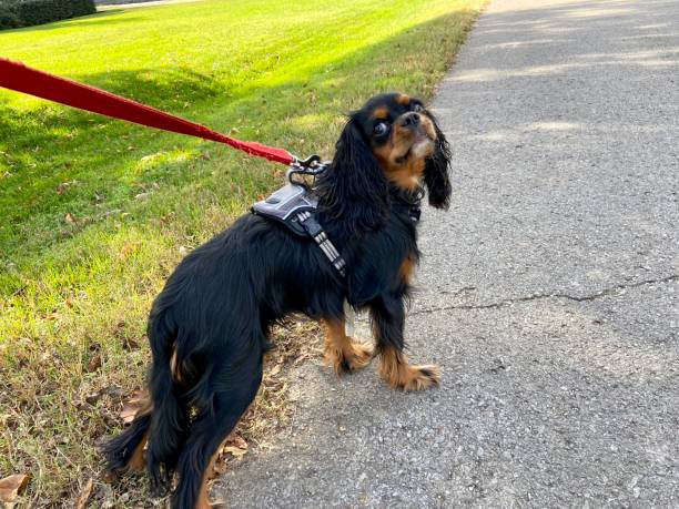 istock Happy Cavalier King Charles Spaniel on a walk 1302168890