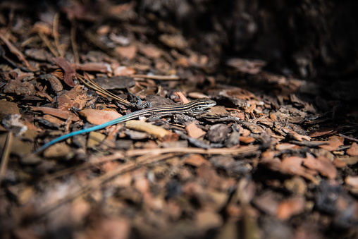 A blue-tailed Skink on the forest floor