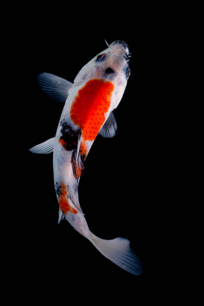 istock Koi fish isolated on black background 1302168967