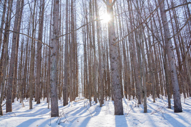 istock Spring forest with snow and sunshine 1302169011