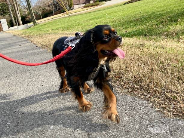 istock Happy Cavalier King Charles Spaniel on a walk 1302169074