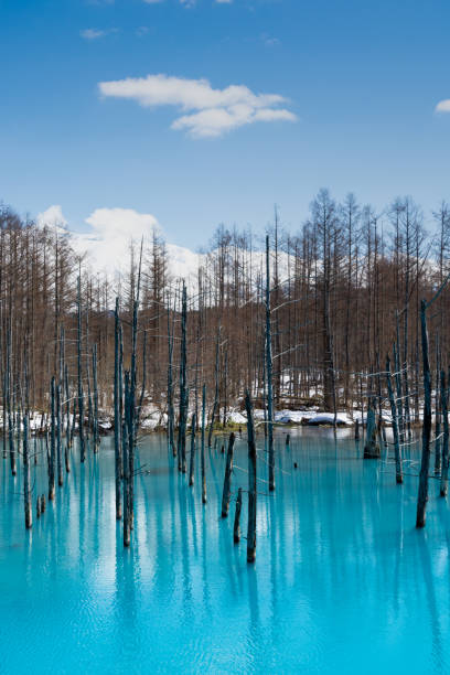 istock Spring blue pond with snow in Biei 1302169118