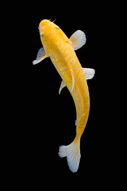 istock Koi fish isolated on black background 1302169785