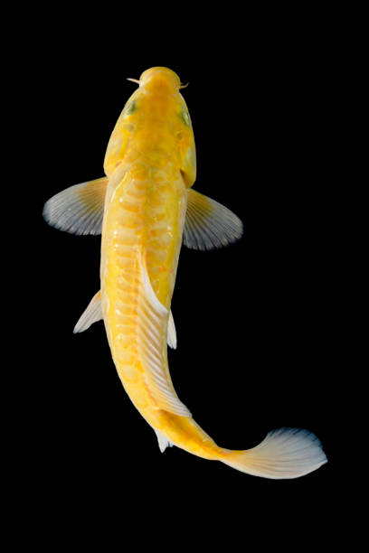 istock Koi fish isolated on black background 1302169810