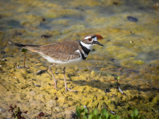 istock Cute little killdeer bird in water 1302170689
