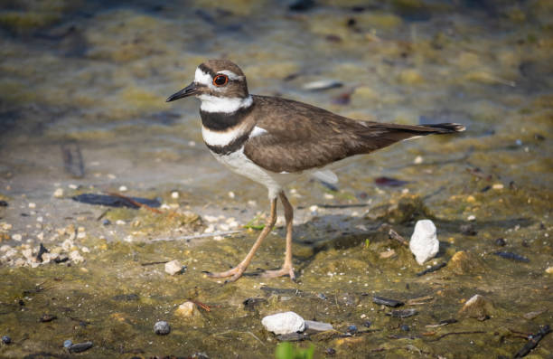 istock Cute little killdeer bird in water 1302170734