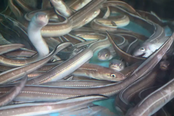 Lively eel in a fishmonger's aquarium