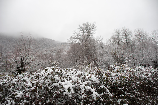 Winter trees in mountains covered with fresh snow. Beautiful foggy landscape with branches of trees covered in snow. Mountain road in Caucasus. Azerbaijan