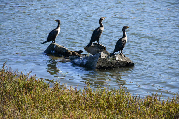 istock Cormorants Enjoying Sunshine in San Francisco 1302173481