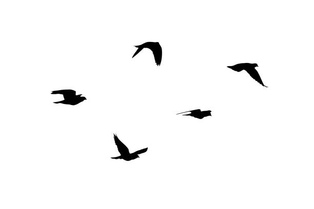 istock Flock of birds flying isolated on white background 1302174792